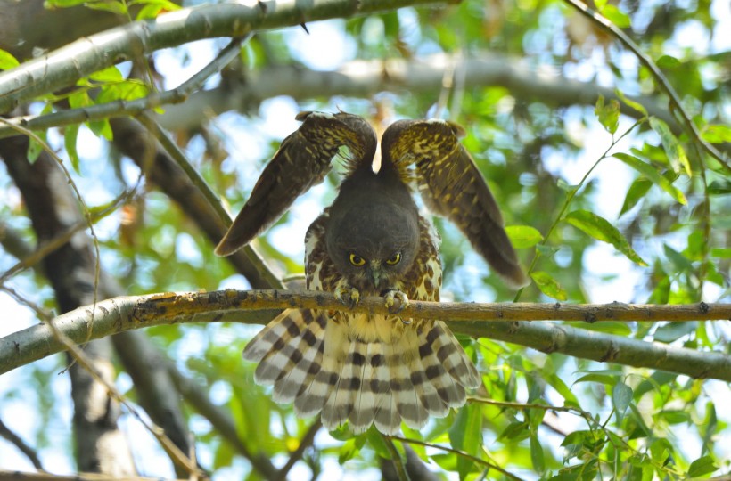 褐鹰鸮图片(10张)