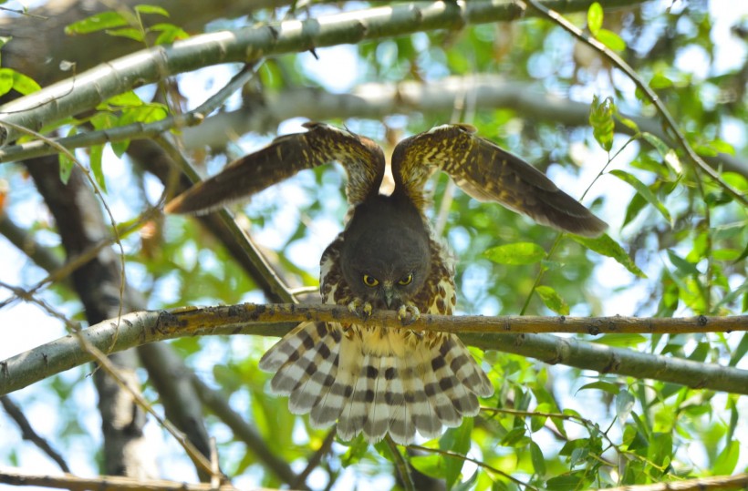 褐鹰鸮图片(10张)