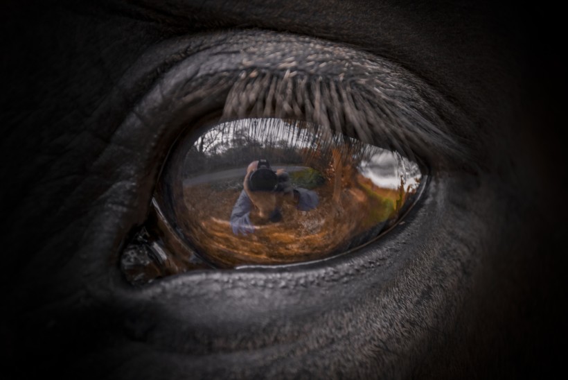 马的眼睛特写图片(16张)