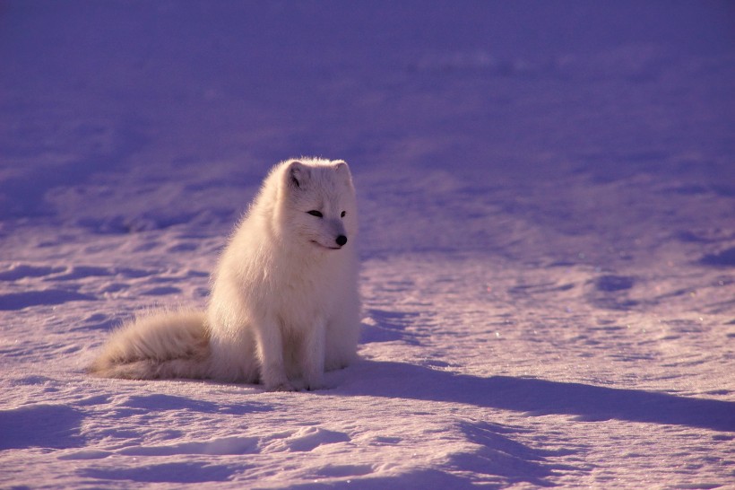 可爱的北极狐图片(9张)