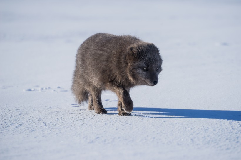 可爱的北极狐图片(9张)