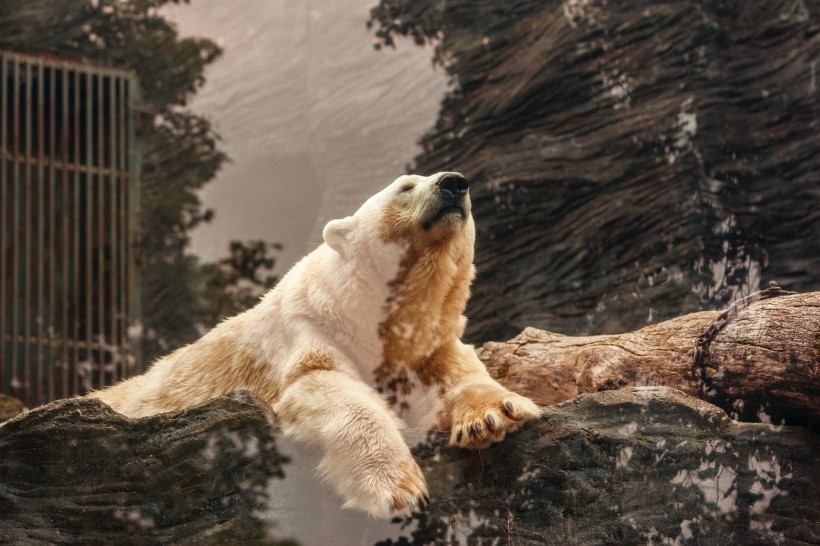 可爱的北极熊图片(7张)