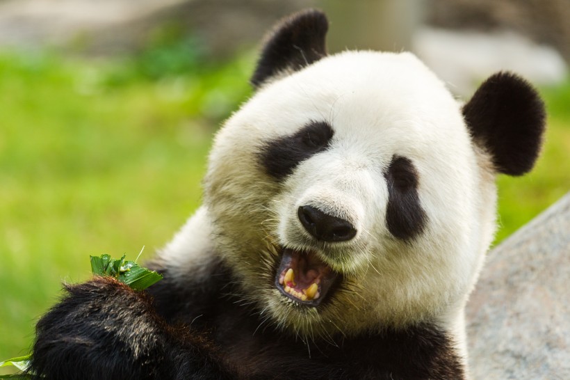 可爱的大熊猫图片(13张)