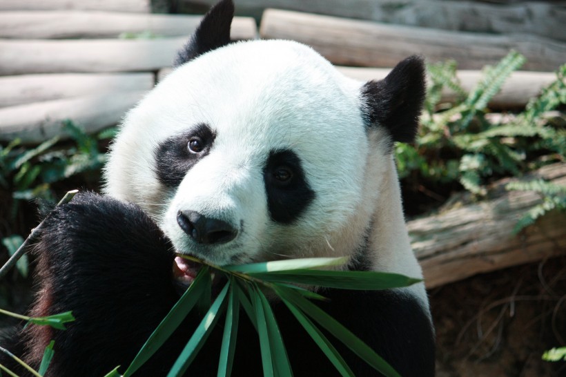 可爱的大熊猫图片(13张)