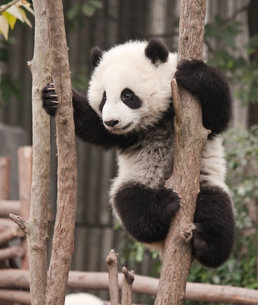 可爱的大熊猫图片(13张)