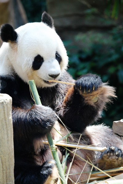 可爱的大熊猫图片(13张)