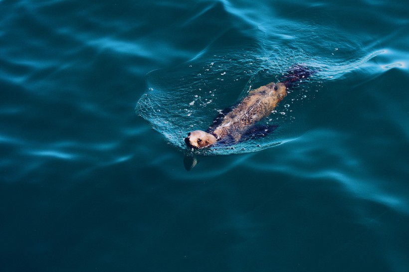 可爱的海狮图片(11张)