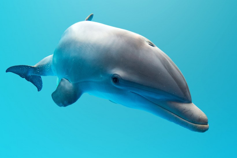 可爱的海豚图片(12张)