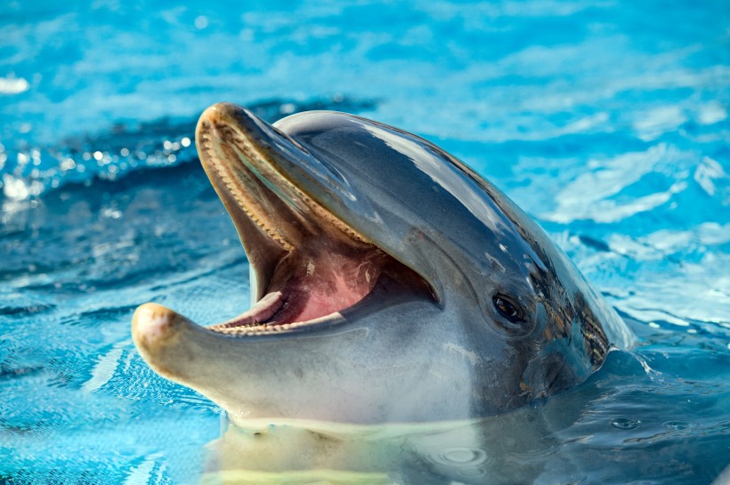 可爱的海豚图片(12张)