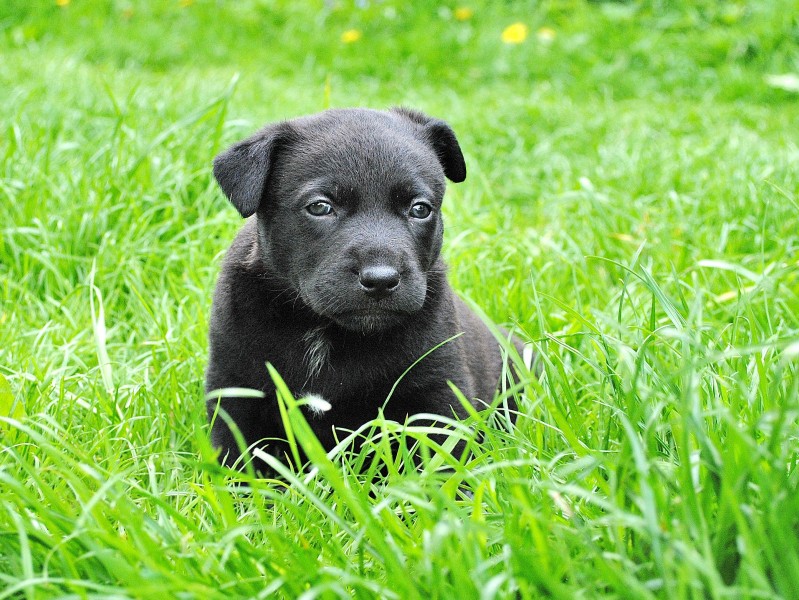 可爱的黑狗图片(12张)