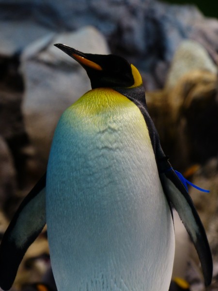 可爱的企鹅图片(10张)