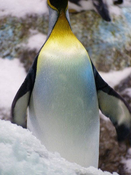 可爱的企鹅图片(10张)