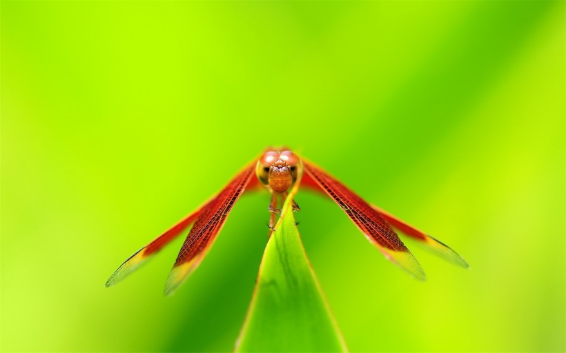 蜻蜓图片(12张)