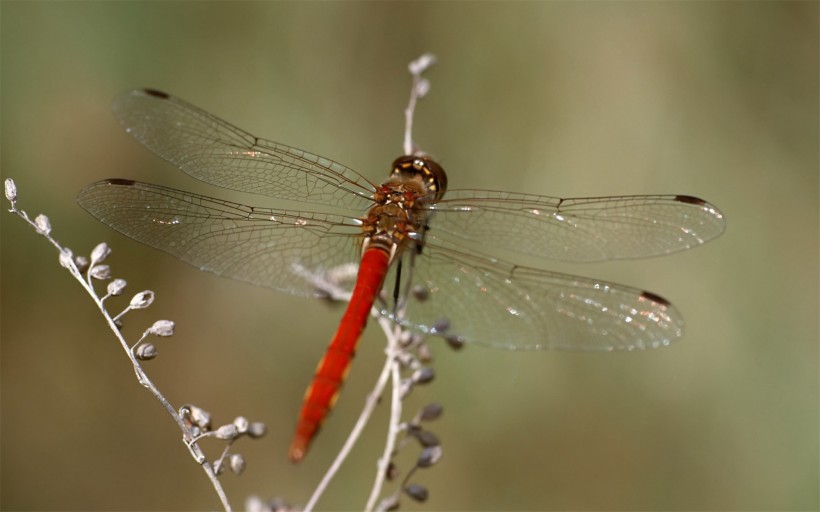 蜻蜓图片(12张)