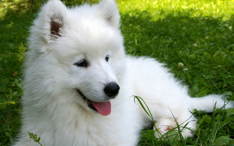 可爱的萨摩耶犬图片(11张)