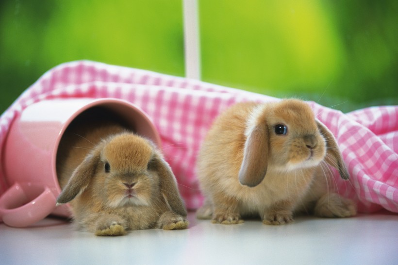 软萌可爱的小兔子图片(15张)