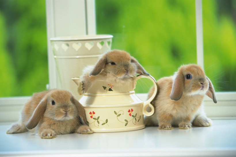 软萌可爱的小兔子图片(15张)