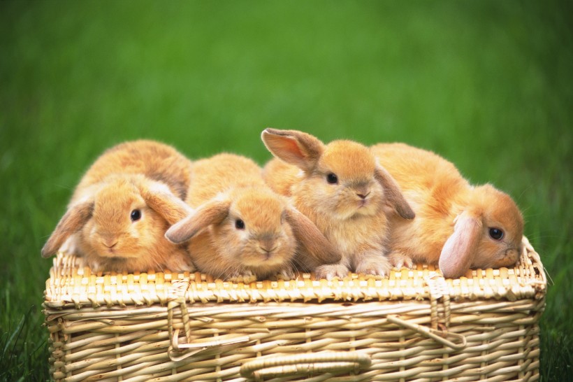 可爱的小兔子图片(16张)