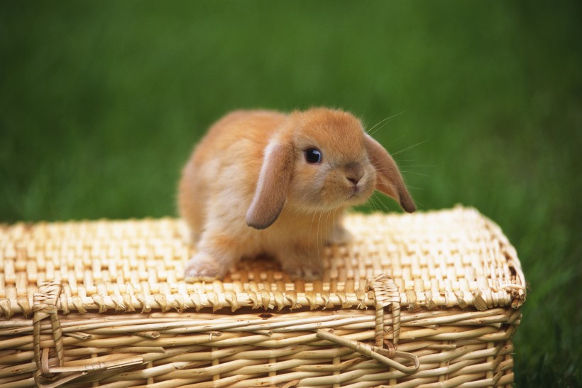 可爱的小兔子图片(16张)