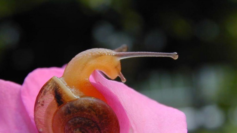 可爱的蜗牛图片(11张)