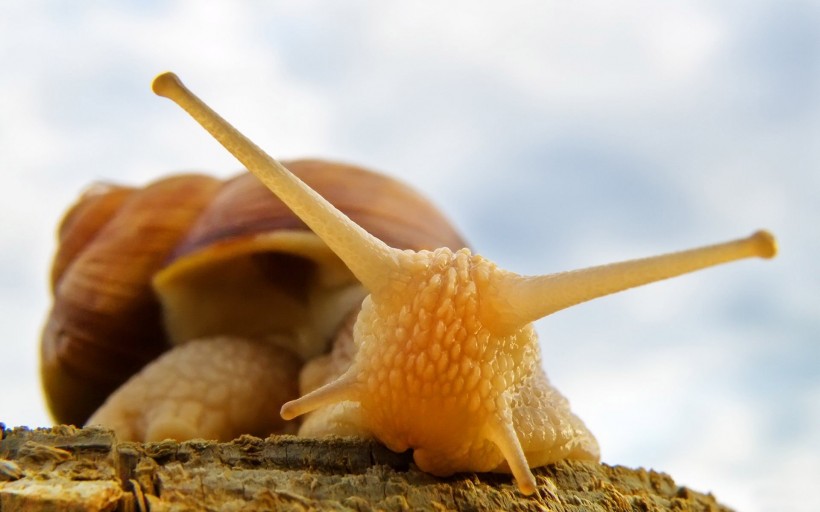 可爱的蜗牛图片(11张)