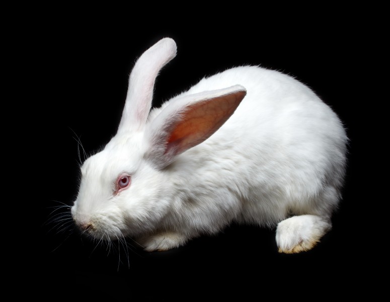 可爱的小白兔图片(9张)