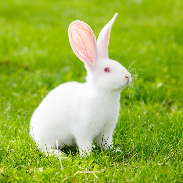 可爱的小白兔图片(9张)