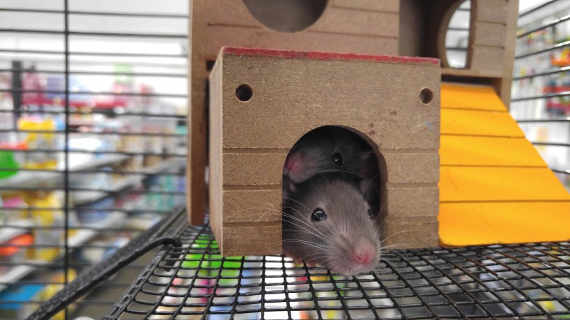 可爱的小老鼠图片(11张)