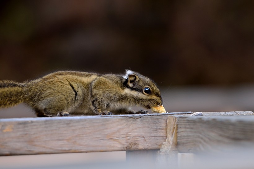 可爱的小松鼠图片(11张)