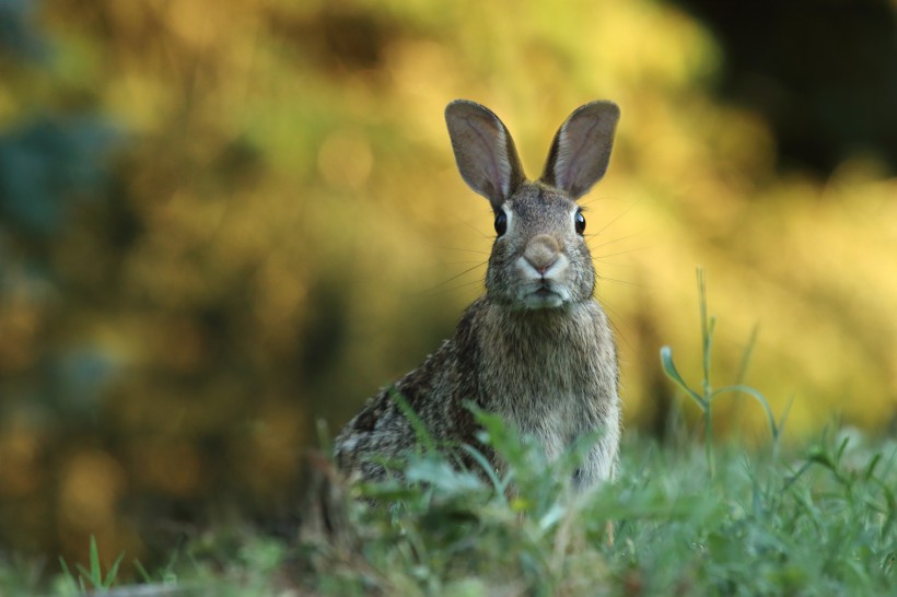 可爱的野兔图片(11张)