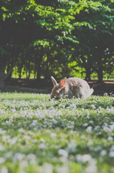 可爱的野兔图片(11张)