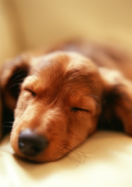 可爱狗狗睡姿图片(10张)