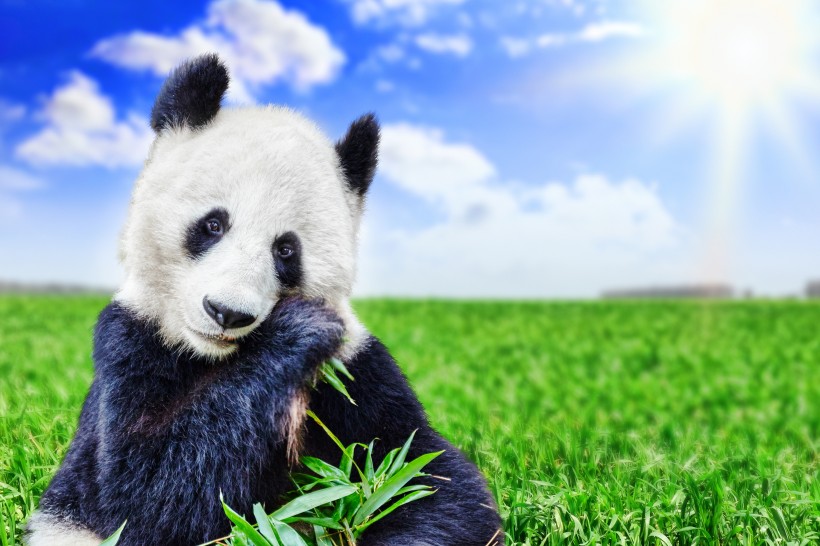 可爱国宝大熊猫图片(20张)