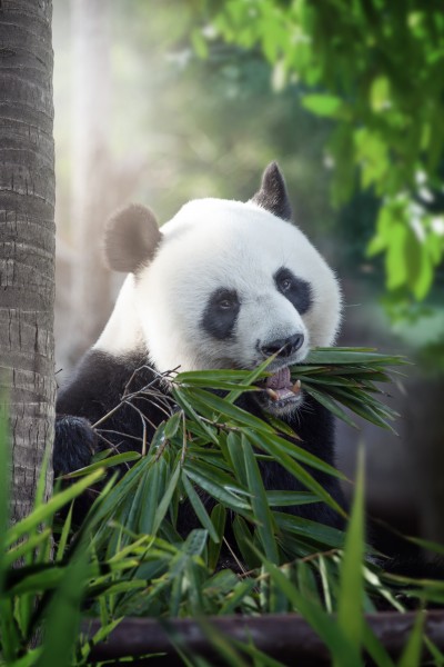 可爱国宝大熊猫图片(20张)