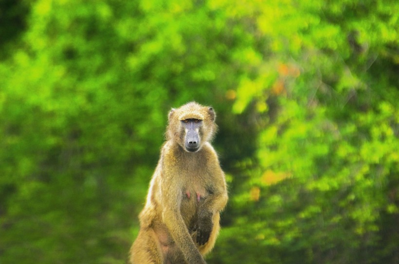 可爱猴子图片(13张)