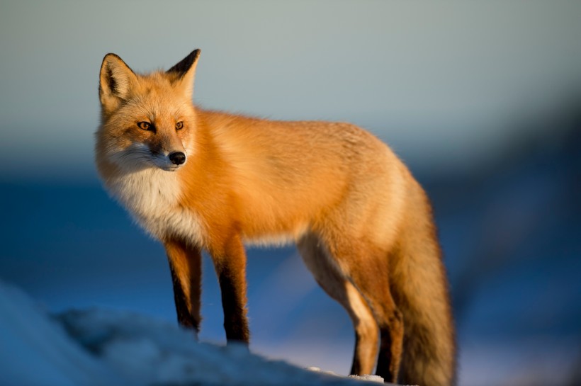 可爱的狐狸图片(10张)