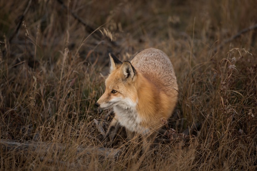 可爱的狐狸图片(10张)