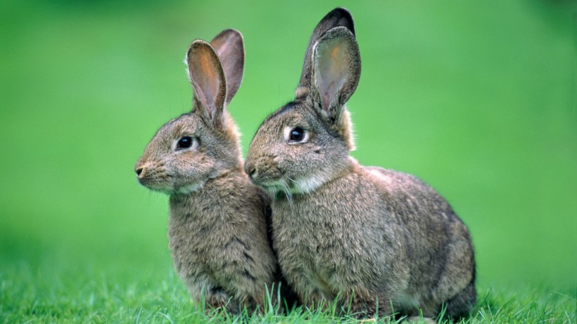 可爱兔子图片(6张)