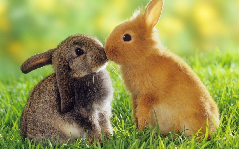 可爱兔子图片(6张)