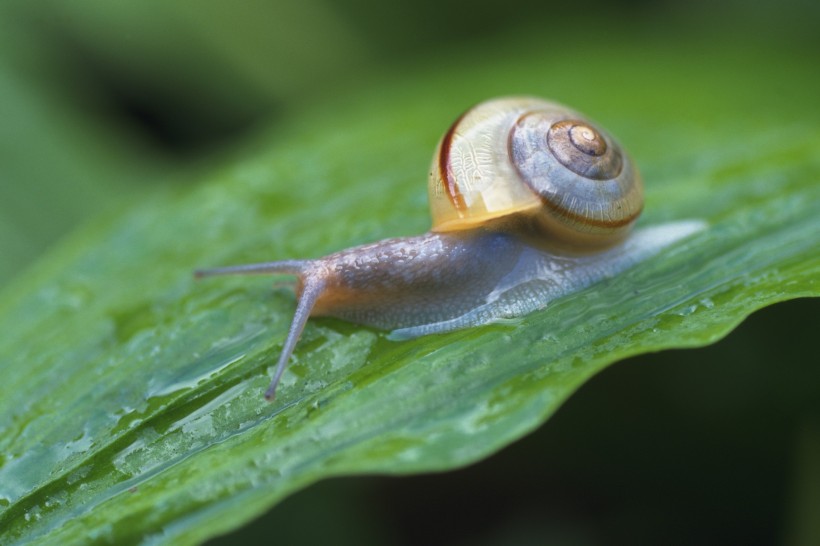 可爱小蜗牛图片(6张)
