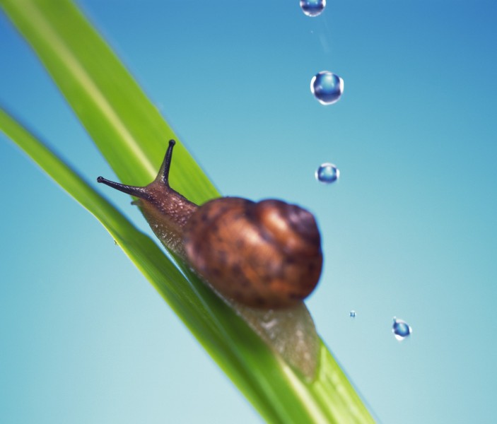 可爱小蜗牛图片(6张)