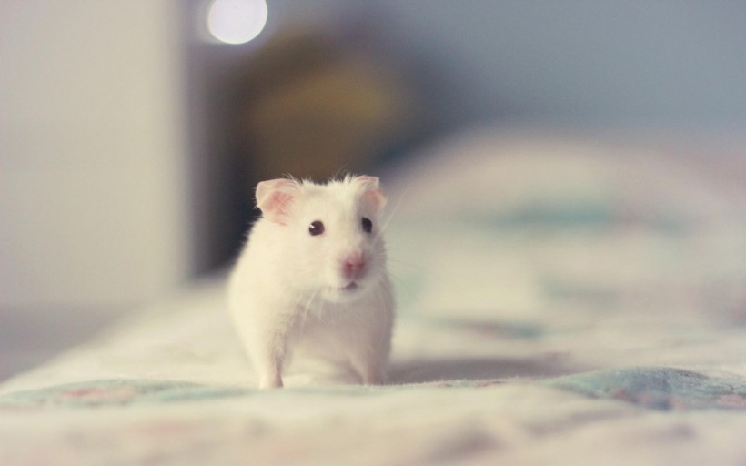 可爱小白鼠图片(16张)