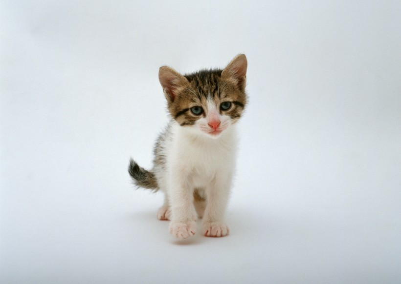 可爱小猫图片(9张)