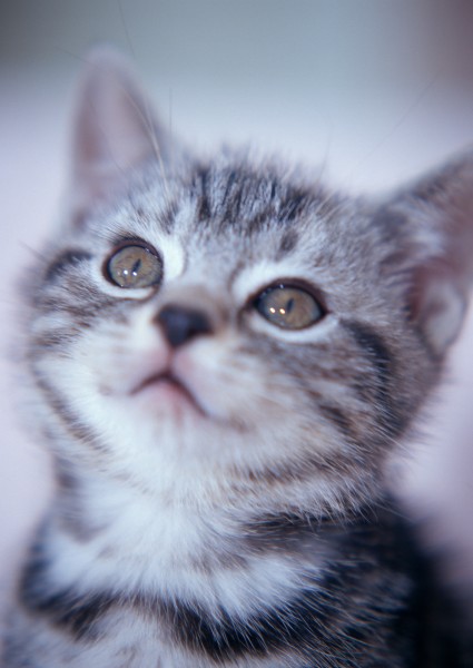 可爱小猫图片(9张)
