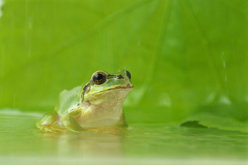 可爱小青蛙图片(14张)