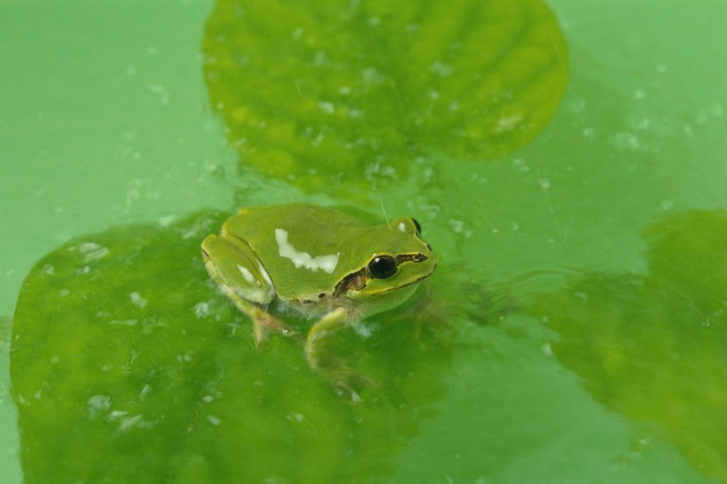 可爱小青蛙图片(14张)