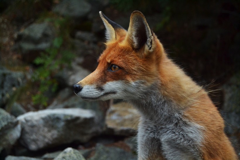可爱的狐狸图片(17张)