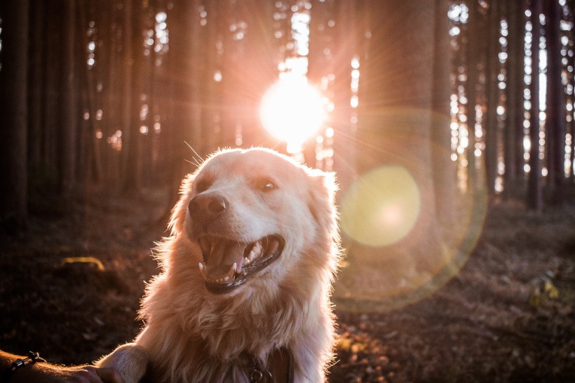 可爱的金毛犬图片(10张)