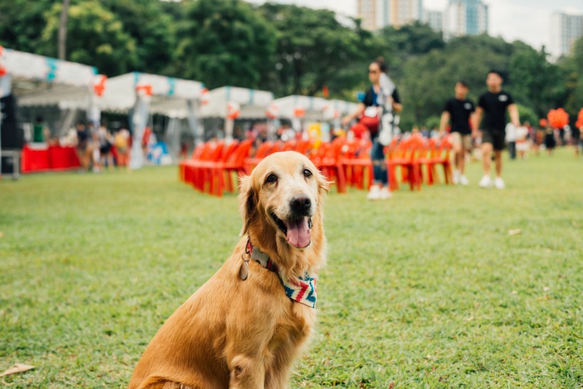 可爱的金毛犬图片(10张)