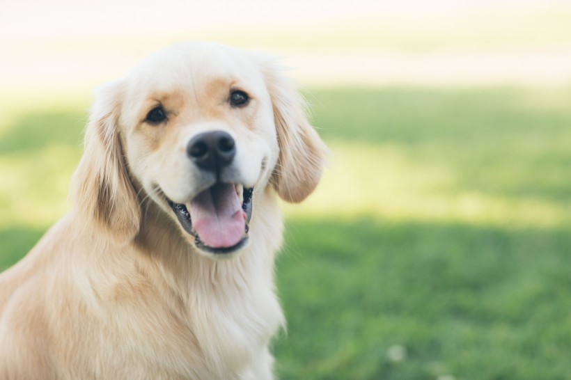 可爱的金毛犬图片(10张)